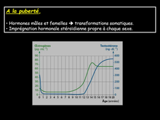 Endocrino 09 L3Bio