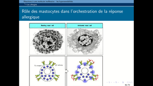 B67 - Immunologie 2- Chapitre 3 -Hypersensibilités fin 