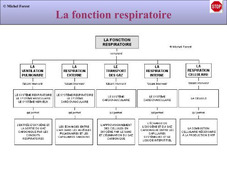 L2 STAPS - Physiologie 3 - La Fonction Respiratoire - CM1
