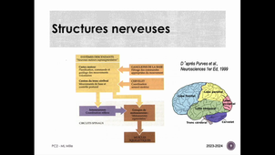 CM1 Psychologie cognitive 2