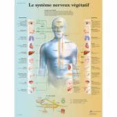 L1 STAPS - Le Système Nerveux Sympathique - CM n°2