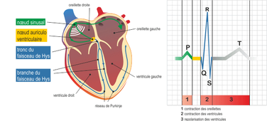M1 - EOPS - Introduction à l'étude de la Variabilité de la Fréquence Cardiaque - 2