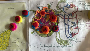 Le système immunitaire : Réponse innée et adaptative en présence de S. aureus