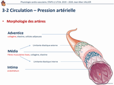 Physiologie cardio-vasculaire vidéo de la partie 4 sur 4
