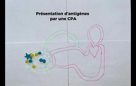 Vidéo réponse innée et adaptative (groupe 2)
