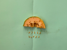 Cynthia-Rosset-stop-motion