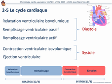Physiologie cardio-vasculaire vidéo de la partie 3 sur 4