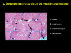 CM1 Physiologie 2 L1 - Physio musculaire
