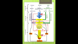 B51-chapitre1.1