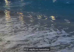 Trailer_V1.mp4