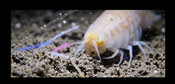 Teaser-SEGE13-LaFosseDesMariannes.mp4