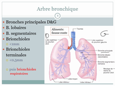 Système respiratoire 1
