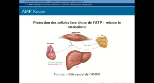 B51-chapitre7