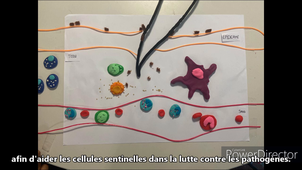 La réponse immunitaire - Groupe 3