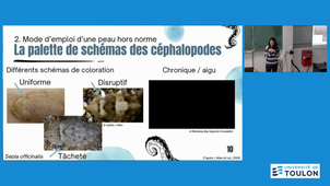 Les changement de couleurs chez les Céphalopodes - SAE CIGALE