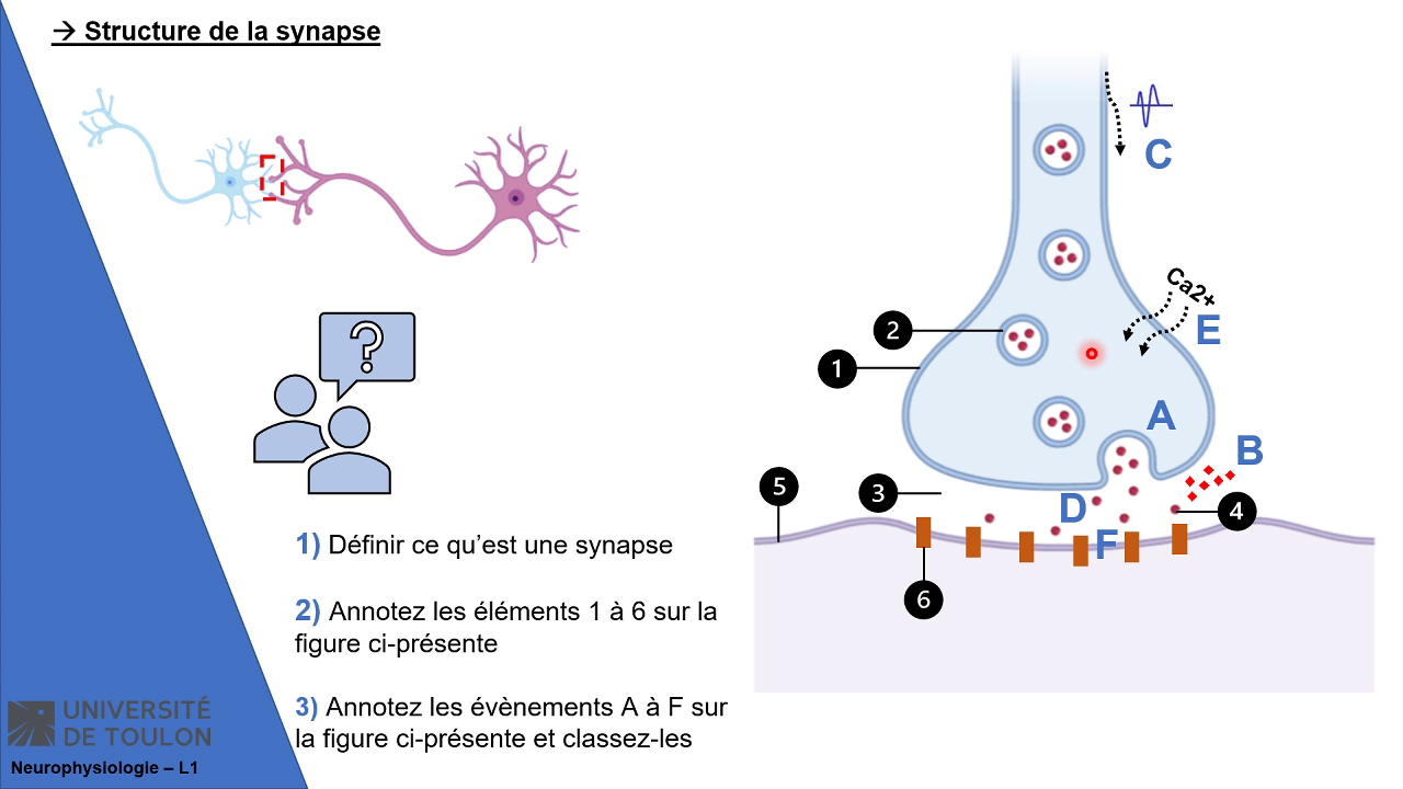 UTLN.Pod - Td3 - Les Synapses (Neurophysiologie 1 - Rob…